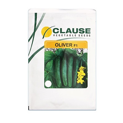 فروش بذر خیار OLIVER