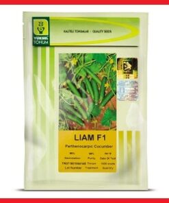 بذر خیار LIAM F1