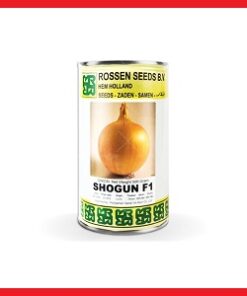 بذر پیاز Shogun روزن سیدز