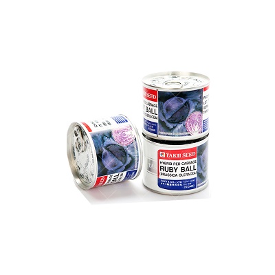 بذر کلم RUBY BALL