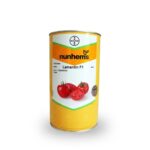 بذر گوجه لمنتین نانهمز هلند