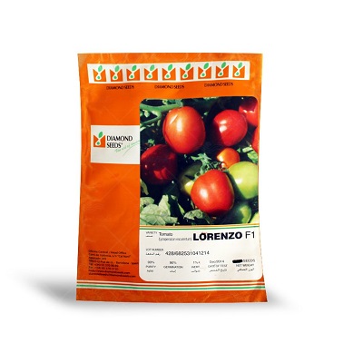 بذر گوجه فرنگی لورنزو اسپانیا