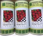 بذر تربچه VENITA